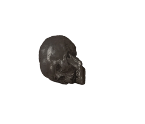 Albrecht Durer Skull